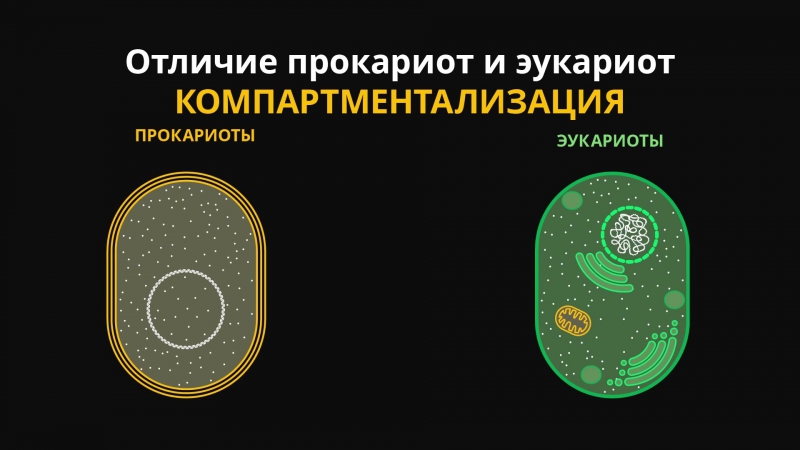 Компартментализация клетки презентация